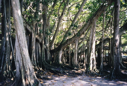 Banyan-Baum, aus Wikipedia, Foto: Ahoerstemeier