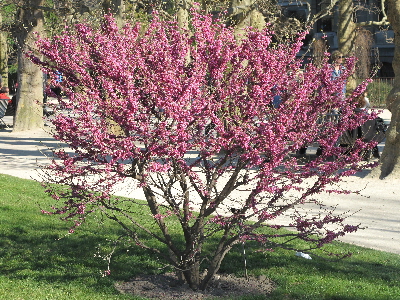 Judasbaum, aus Wikipedia, Foto: Tangopaso