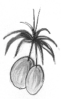 Mango, Illustration Manfred Schmidt