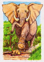 elefant 1